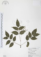 藏品(野鴉椿)的圖片