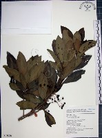 藏品(樹杞)的圖片