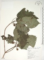 藏品(牛乳榕)的圖片