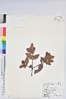 藏品(金毛杜鵑)的圖片