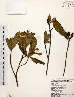 藏品(大頭茶)的圖片