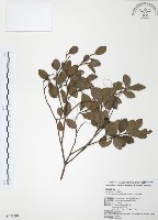 藏品(小葉赤楠)的圖片