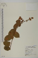 藏品(雷公藤)的圖片