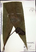 藏品(船子草、船仔草)的圖片