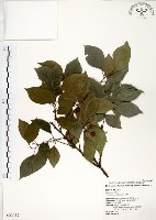 藏品(朴樹)的圖片