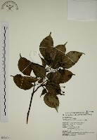 藏品(昆欄樹)的圖片