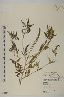 藏品(豬草、瘤果菊)的圖片