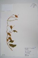 藏品(落葵)的圖片