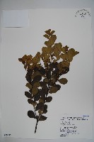 藏品(圓葉冬青)的圖片