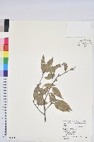 藏品(白背櫟)的圖片