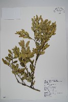 藏品(黃楊)的圖片