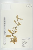 藏品(臺灣胡頹子)的圖片