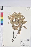 藏品(長尾栲、長尾柯、長尾尖葉櫧)的圖片