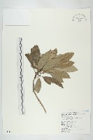 藏品(耿氏虎皮楠)的圖片