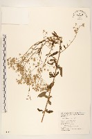 藏品(一枝香)的圖片