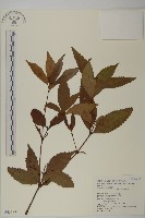 藏品(草珊瑚、紅果金粟蘭)的圖片