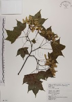 藏品(青楓)的圖片