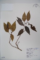 藏品(高山莢迷)的圖片