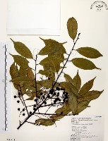 藏品(墨點櫻桃、黑星櫻)的圖片