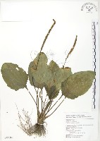 藏品(車前草)的圖片