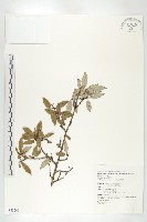 藏品(鄧氏胡頹子)的圖片