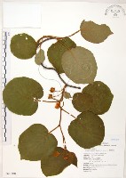 藏品(臺灣羊桃)的圖片