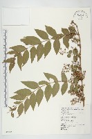 藏品(臺灣馬桑)的圖片