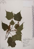 藏品(臺灣紅榨槭)的圖片