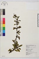 藏品(塔山鼠李)的圖片