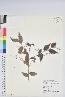藏品(白珠樹)的圖片
