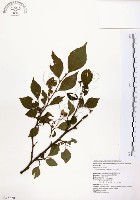 藏品(烏皮九芎、奮起湖野茉莉)的圖片