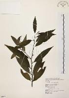 藏品(山胡椒)的圖片