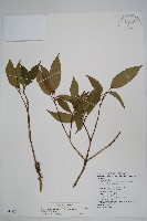 藏品(臺灣樹參)的圖片