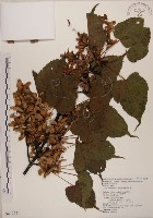 藏品(臺灣紅榨槭)的圖片