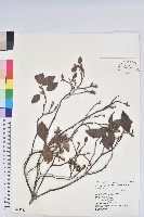 藏品(守城滿山紅、馬禮士杜鵑)的圖片