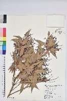 藏品(鞍馬山越橘)的圖片