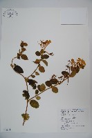 藏品(忍冬、金銀花)的圖片