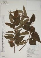 藏品(山黃麻)的圖片