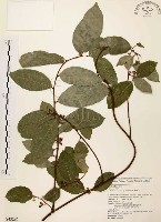 藏品(盤龍木、牛筋藤)的圖片