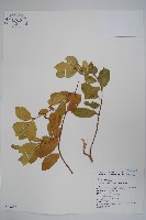 藏品(羊角藤、武靴藤)的圖片