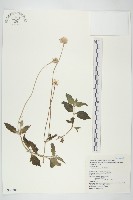 藏品(長柄菊)的圖片