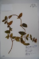 藏品(忍冬、金銀花)的圖片