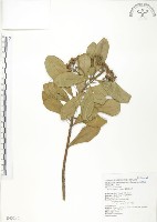 藏品(蘭嶼樹杞、蘭嶼紫金牛)的圖片