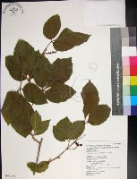 藏品(止宮樹)的圖片