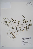 藏品(澎湖爵床)的圖片