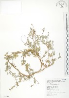 藏品(臺灣灰毛豆)的圖片