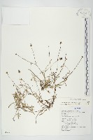 藏品(香茹)的圖片