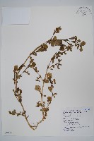 藏品(假海馬齒)的圖片