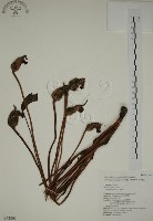 藏品(野菰)的圖片