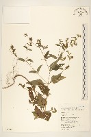 藏品(豨薟)的圖片